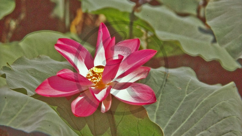 Kakadu Nationalpark - Lotosblüte.jpg