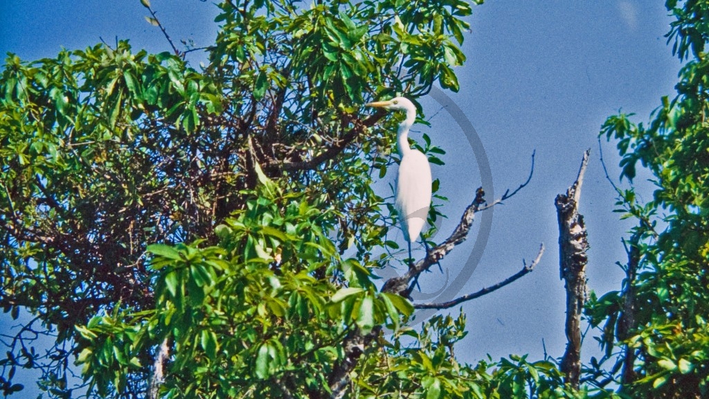 Kakadu Nationalpark - Reiher_1.jpg