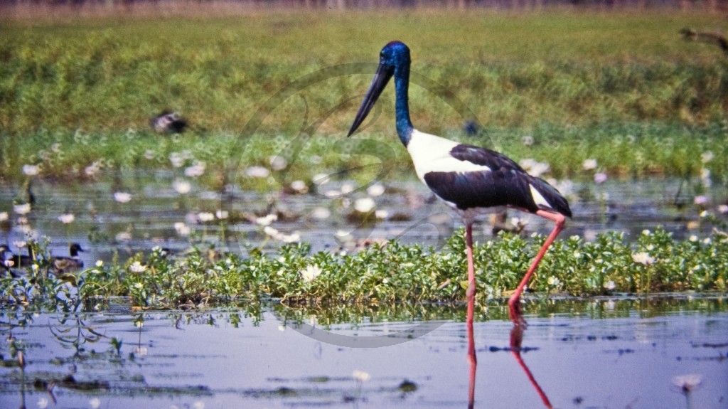 Kakadu Nationalpark - Schwarznackenstorch (Jabiru).jpg