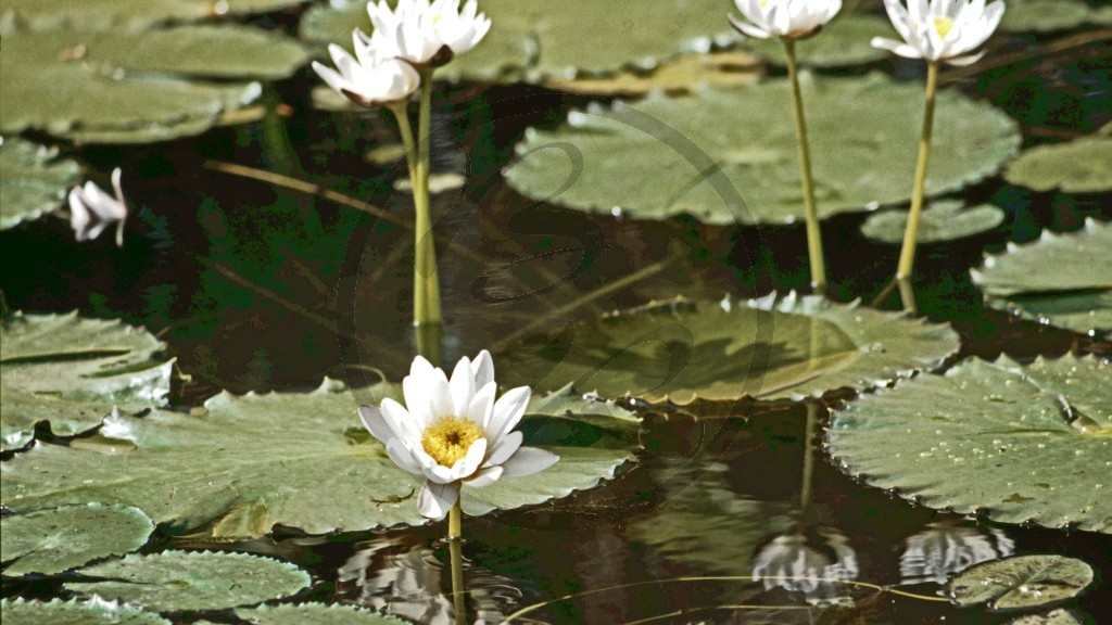 Kakadu Nationalpark - Seerose.jpg