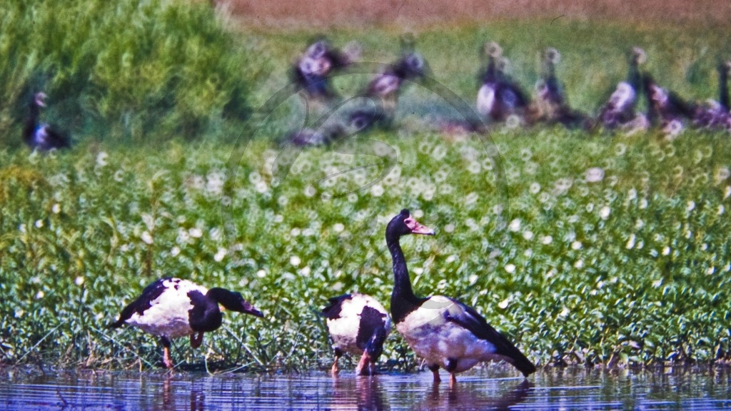 Kakadu Nationalpark - Spaltfußhöckergänse.jpg