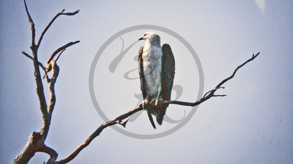 Kakadu Nationalpark - Weißbauchseeadler_2.jpg