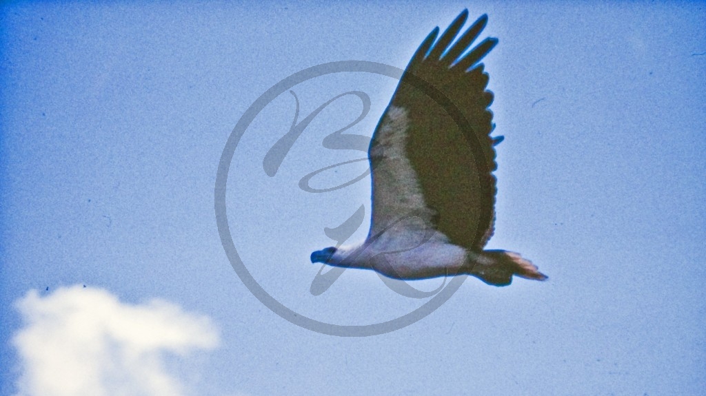 Kakadu Nationalpark - Weißbauchseeadler_3.jpg