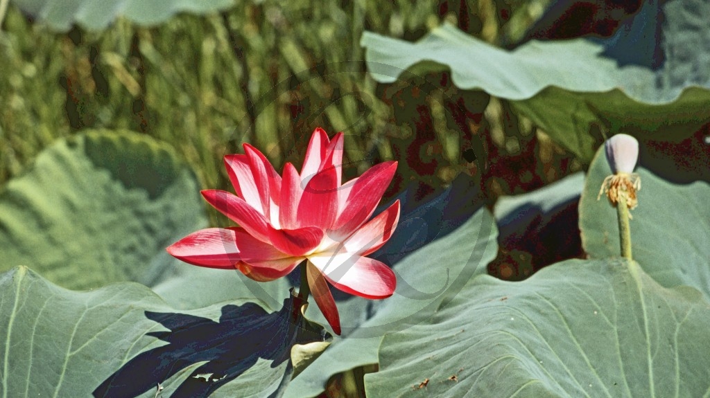 Kakadu Nationalpark _ Lotosblüte_2.jpg