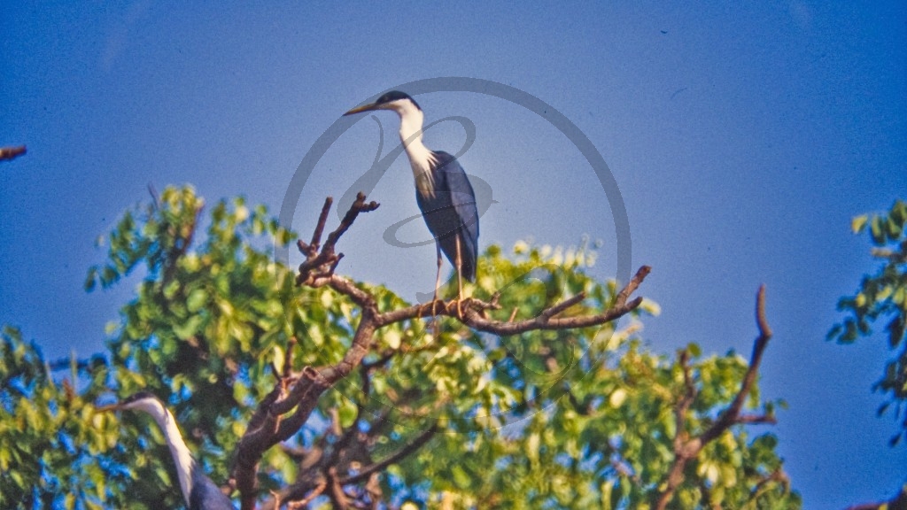 Kakadu Nationalpark _ Reiher_3.jpg