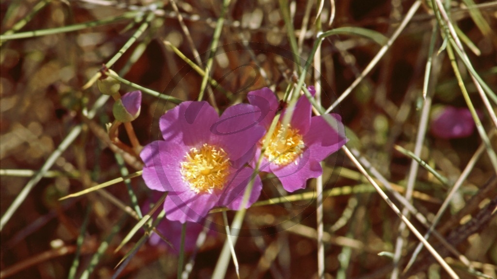 Sonnentau [Drosera menziesii].jpg