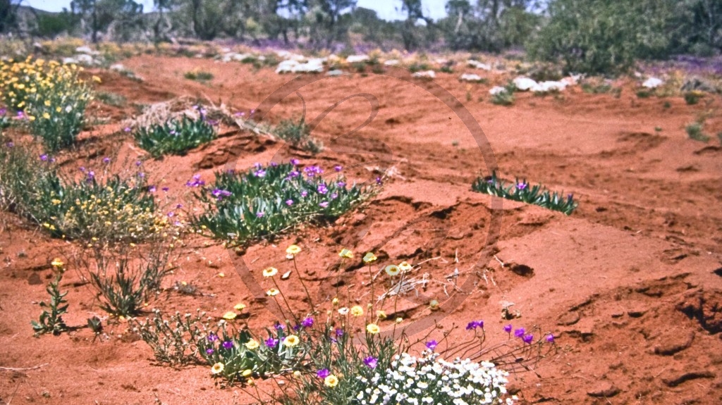 Wüstenflora_Ernest Giles Road.jpg