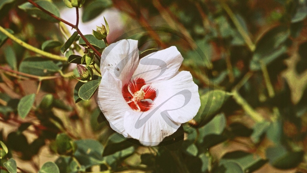 Wüstenrose [Alyogyne hakeaefolia]_2.jpg