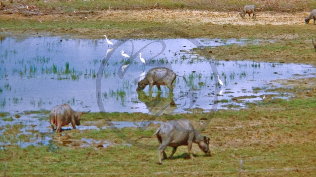 Wasserbüffel.jpg