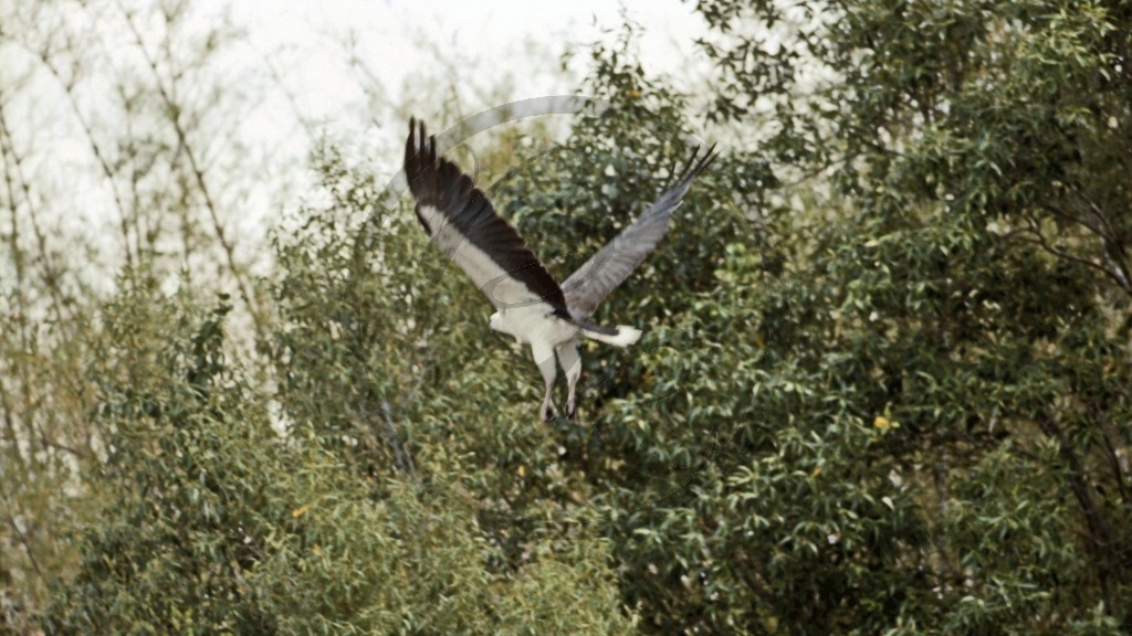 Weißbauch-Seeadler.jpg