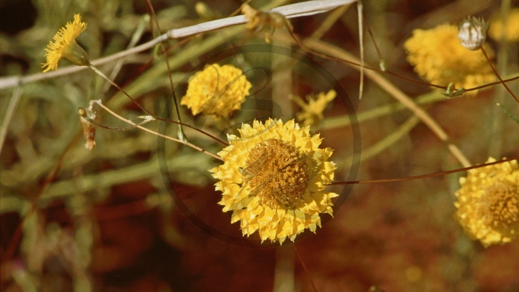 gelbe Blüte [Waitzia].jpg