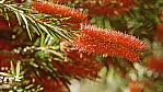 'bottle brush'.jpg