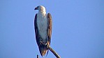 003_Kakadu NP - Weibauch-Seeadler [Haliaeetus leucogaster] (NT-2003-003).jpg