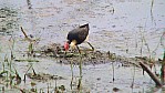 018_Fog Dam, Kammblatthhnchen [Irediparra gallinacea] (NT-2003-020).jpg