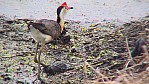 019_Fog Dam, Kammblatthhnchen [Irediparra gallinacea] (NT-2003-023).jpg