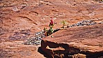 Finke Gorge Nationalpark - Palm Valley_3.jpg