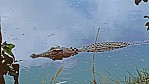 Kakadu Nationalpark - Krokodil_1.jpg