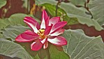 Kakadu Nationalpark - Lotosblte.jpg