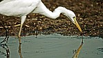 Kakadu Nationalpark - Reiher_2.jpg