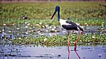 Kakadu Nationalpark - Schwarznackenstorch (Jabiru).jpg