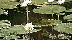 Kakadu Nationalpark - Seerose.jpg