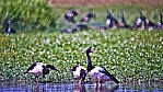 Kakadu Nationalpark - Spaltfuhckergnse.jpg