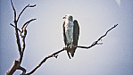 Kakadu Nationalpark - Weibauchseeadler_2.jpg