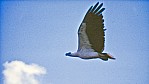 Kakadu Nationalpark - Weibauchseeadler_3.jpg
