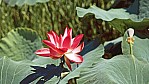 Kakadu Nationalpark _ Lotosblte_2.jpg