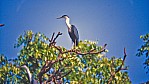 Kakadu Nationalpark _ Reiher_3.jpg