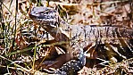 Litchfield Nationalpark - Waran.jpg