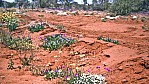 Wstenflora_Ernest Giles Road.jpg