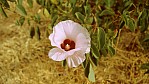 Wstenrose [Alyogyne hakeaefolia].jpg