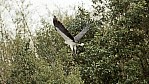 Weibauch-Seeadler.jpg