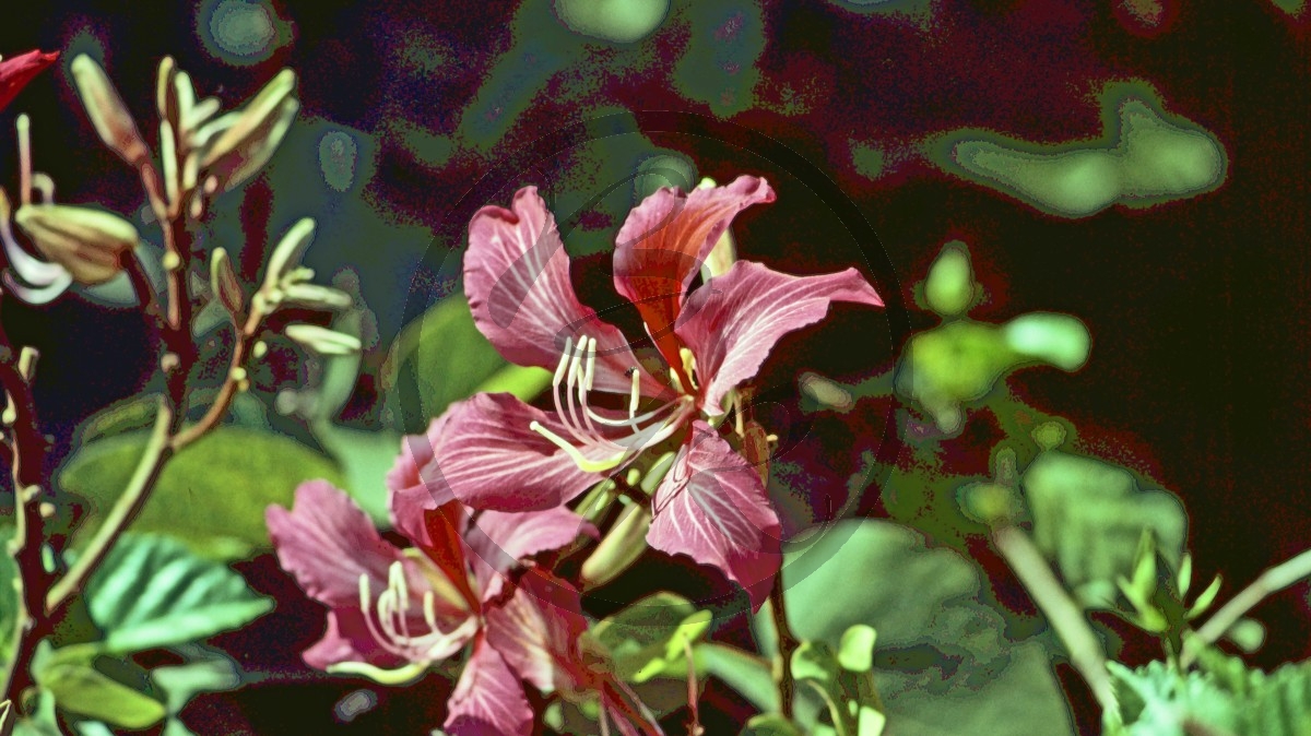 Blüte_D05-04-11.jpg