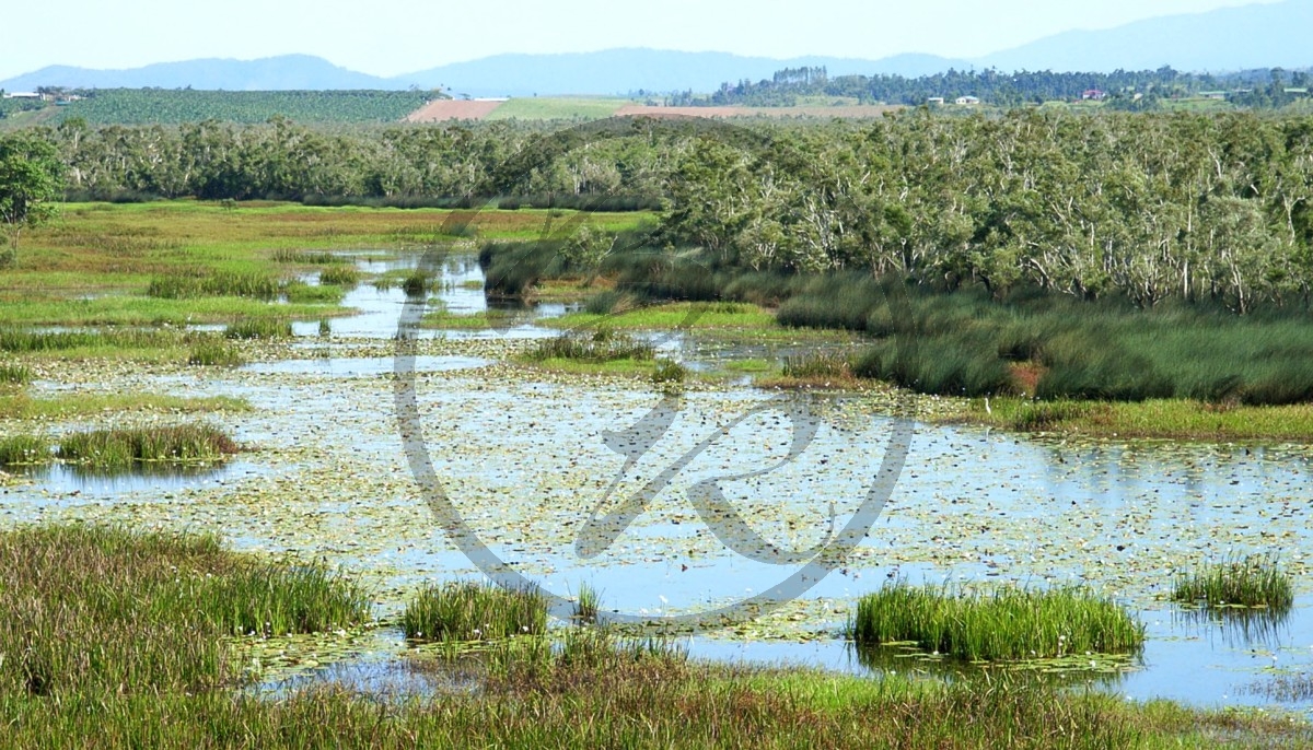 Eubenangee Swamp Nationalpark_R-11293.jpg