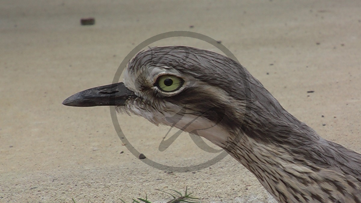 Langschwanz-Triel [Burhinus grallarius[_P100-0351.jpg