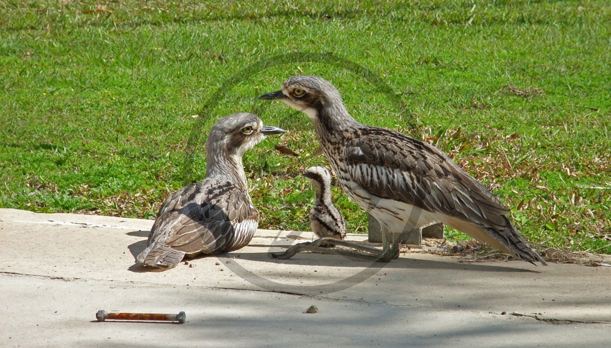 Langschwanz-Triel [Burhinus grallarius[_R-11240.jpg