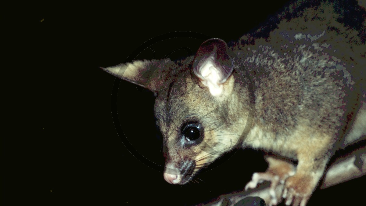 Opossum [Trichosurus arnhemenis]_2.jpg