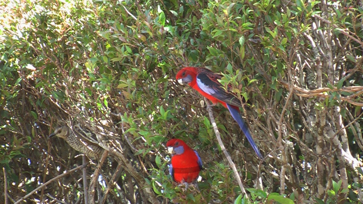 Pennantsittich [Platycercus elegans]_P100-0586.jpg