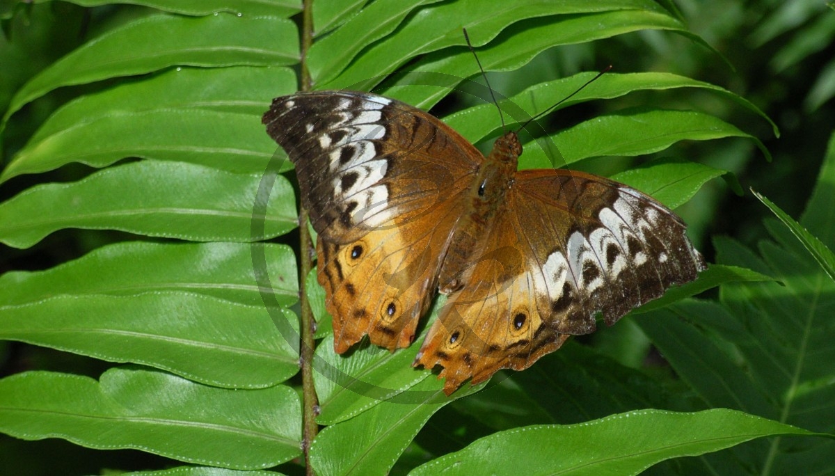 Schmetterling_R-11103.jpg