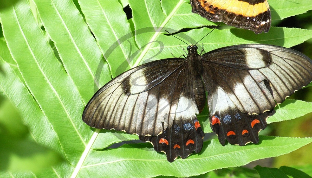 Schmetterling_R-11105.jpg