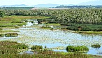 Eubenangee Swamp Nationalpark_R-11293.jpg