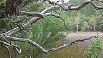 Fraser Island_P100-0485.jpg