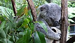 Koala_R-11115.jpg