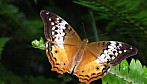 Schmetterling_R-11092.jpg