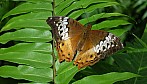 Schmetterling_R-11103.jpg