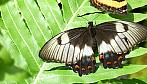 Schmetterling_R-11105.jpg