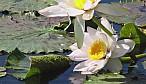 Seerose_P100-0213.jpg