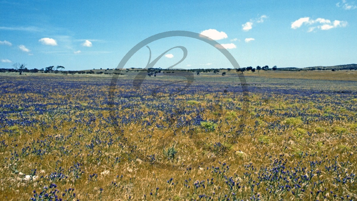 Bei Meningie - Outback - blühende Wiese_C04-25-25.jpg